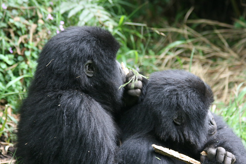 18 days Rwanda car rental roadtrips East Africa